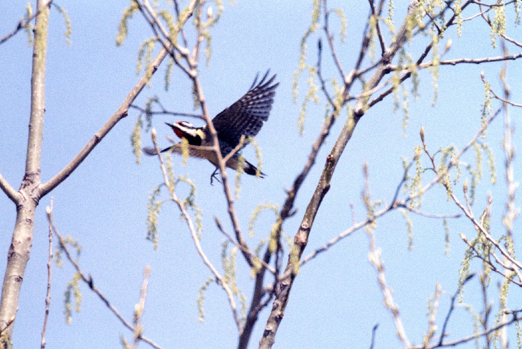 Woodpecker, Yellow-bellied Sapsucker, Credit Isl, 4-1998 B04P73I02.jpg - Yellow-bellied Sapsucker